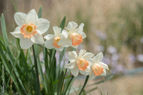 Group of white narcissus with pink corona.
