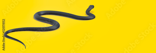 3d illustration of Black Snake on colored background 