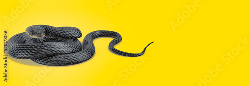 3d illustration of Black Snake on colored background 