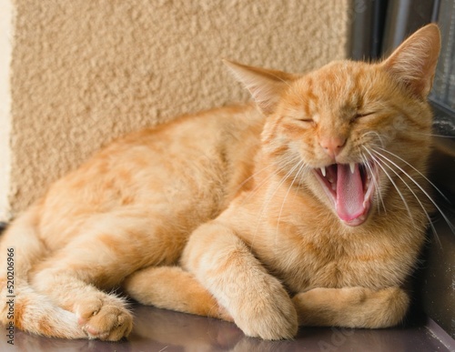 Ziewający kot,yawning cat