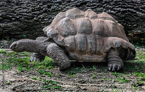 Walking seychelles giant tortoise. Latin name - Geochelone gigantea