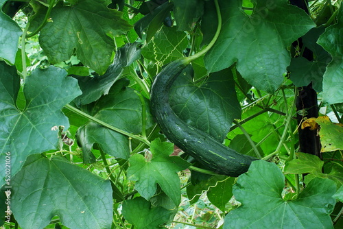 snake gourd or sponge gourd also known in india as galka,turiya,lufa on vine plant in garden
