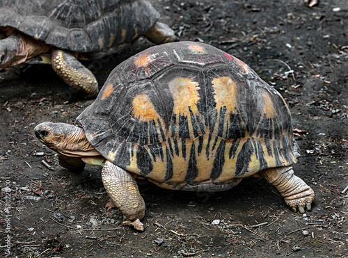 Radiated tortoise in its enclosure. Latin name - Astrochelys radiata 