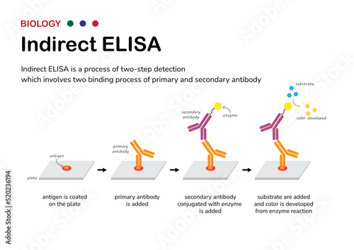 Biological diagram explain process of indirect ELISA as the two step detection of antibody and antigen