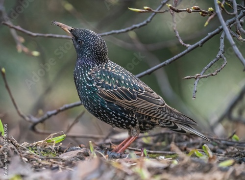 The starling bird stands on the ground