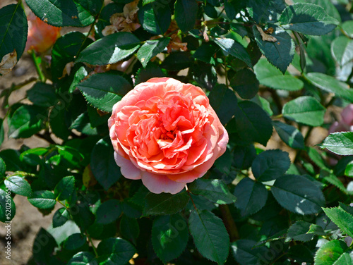 różowa róża na tle zielonych liści, krzew różany, pink rose on a background of green leaves, rose bush, romantic flower