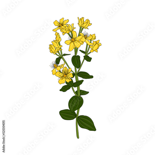 flower of St. John's wort, Hypericum perforatum, vector drawing wild plant isolated at white background , hand drawn botanical illustration