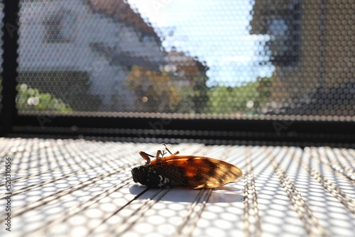 Dead cicadas on the balcony in summer. Summer in Japan.