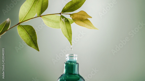 Close up water drop falling from fresh green leaf into bottle , organic biological extraction for a cosmetics, aromatherapy and essential oil concept
