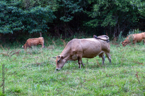 Vaca asturiana de los Valles pastando. Piloña, Asturia, España.