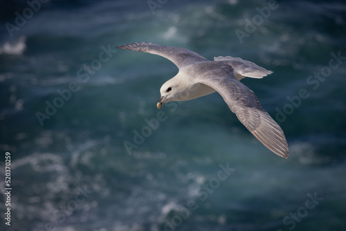 Fulmar in flight, Orkney Scotland