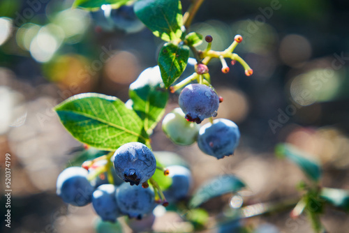 borówka amerykańska, borówka wysoka, Vaccinium corymbosum 