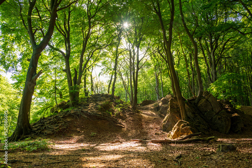 Picturesque clearing in the forest illuminated by the rays of the early morning sun, Ith, Weserbergland, Germany