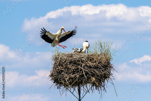 The big stork lands in the nest