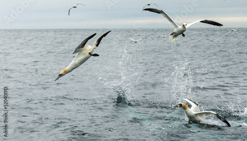 Northern gannet