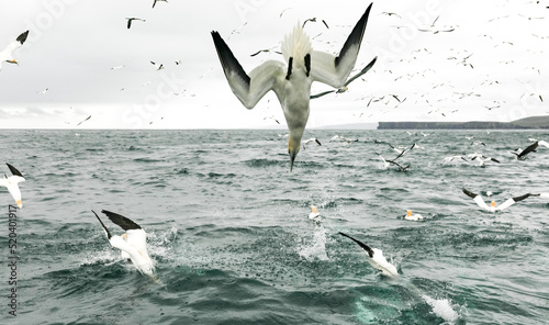 Northern gannet