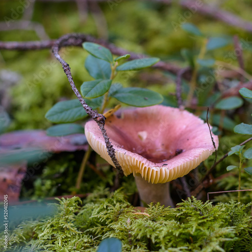 Close-up of pink russula in natural forest environment on green moss in lingonberry foliage, summer evening.