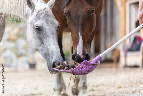 Equestrian paddock scene: Cleaning the horse paddock, focus on droppings on a dung fork