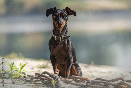 Portrait of a cute female miniature pinscher dog in summer outdoors