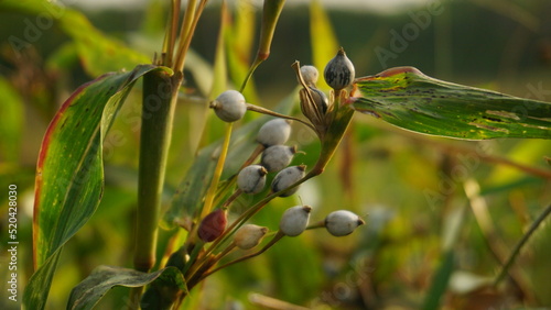 Job's tears ( coix lachryma-jobi ) of wild grass grow on the bushes