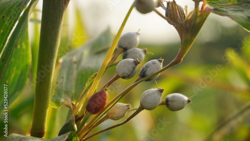 Job's tears ( coix lachryma-jobi ) of wild grass grow on the bushes