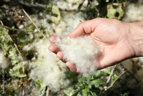 Woman holding pile of poplar fluff outdoors on sunny day, closeup