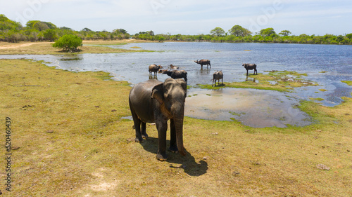 The Wild Elephant attacks the drone.. Kumana National Park. Sri Lanka.