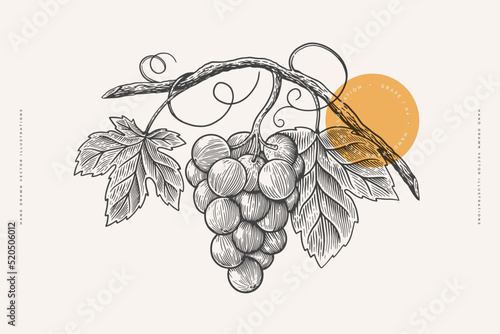 Bunch of grapes with a leafs in the style of an antique engraving. Vector illustration on a light background.