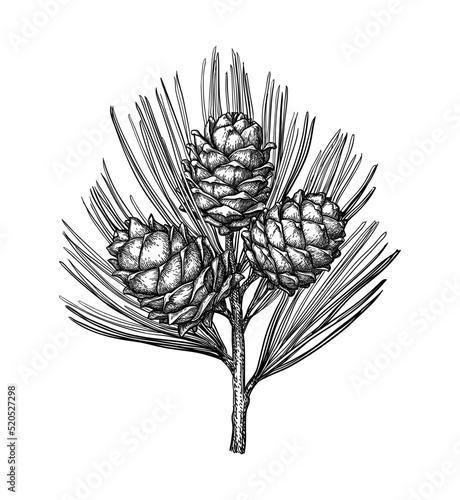 Ink sketch of pine nut