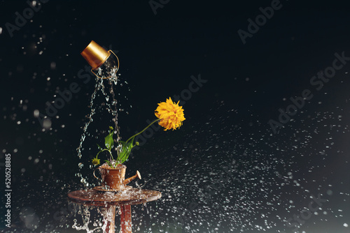 yellow flower in golden watering can in drops of water on dark background