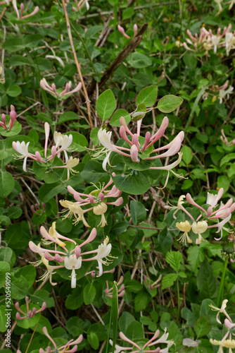 Lonicera caprifolium shrub in bloom