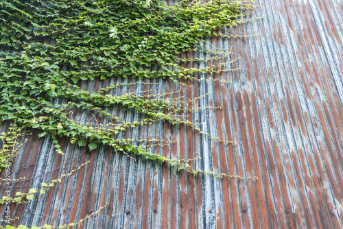 錆びたトタンの壁および蔓植物 