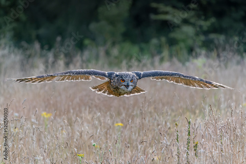  A beautiful, huge European Eagle Owl (Bubo bubo) in flight before attack. Action wildlife scene from nature in the Netherlands. Green background. 