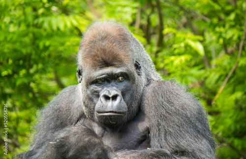 Close-up portrait of a gorilla monkey outdoors looking playfully