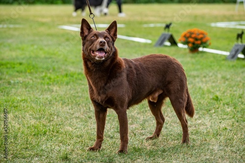 Closeup shot of an Australian Kelpie dog