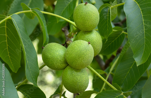 Mehrere, noch unreife, grüne Früchte am Walnussbaum in Nahaufnahme