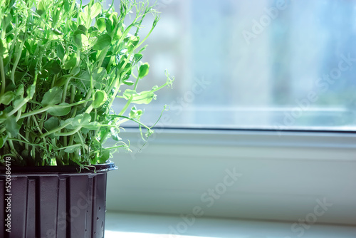 Vegetable garden on the windowsill, growing spring microgreens in used plastic packaging