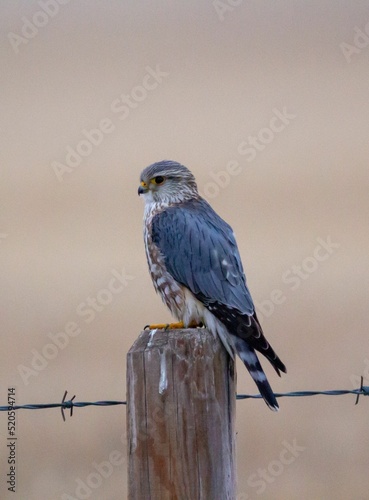 Closeup shot of a merlin