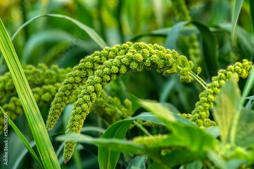 Green ears of grain in the fields