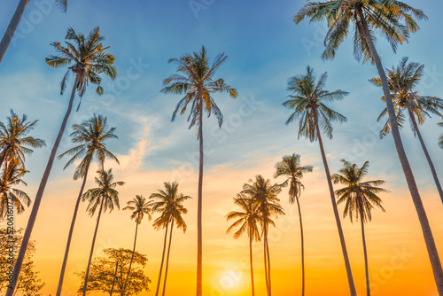 Sunset with palm trees with sunset sky, landscape of palms on island