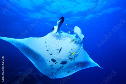 Largest type of ray in the world, Manta birostris, Yap, Micronesia