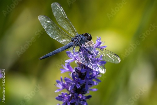 Macro shot of a dragonfly on purple flowers in a garden