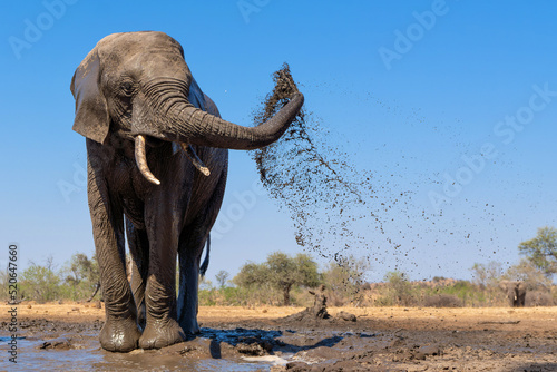 Elephants drinking ans taking a bath in a waterhole in Mashatu Game Reserve in the Tuli Block in Botswana.