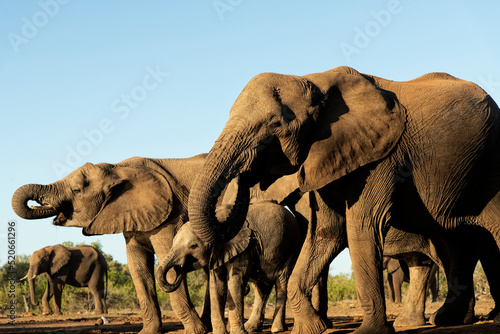 African elephants (Loxodonta africana) at waterhole in Mashatu; Botswana; Africa