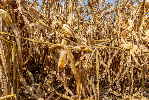 Cornfield with cornstalks broken above ear. Greensnap, brittle snap, wind damage and corn plant injury concept