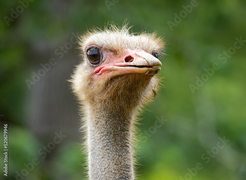 Ostrich looking up at an animal sanctuary in Pine Grove Georgia.