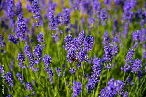 Photography of lavender, bee, field, flowers