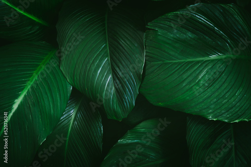 Large foliage of tropical leaves with dark green texture, nature background.