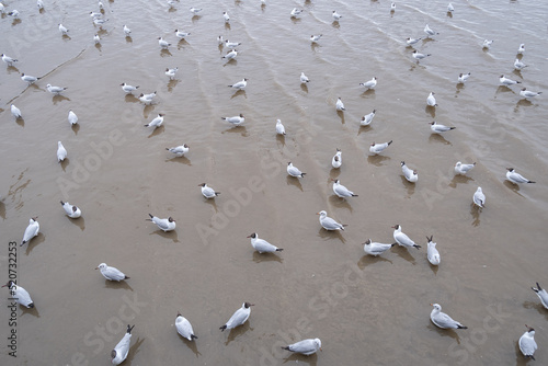 Many seagulls were standing in the sea