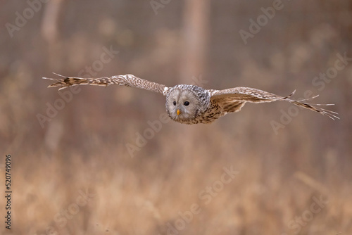 Puszczyk uralski (Strix uralensis)